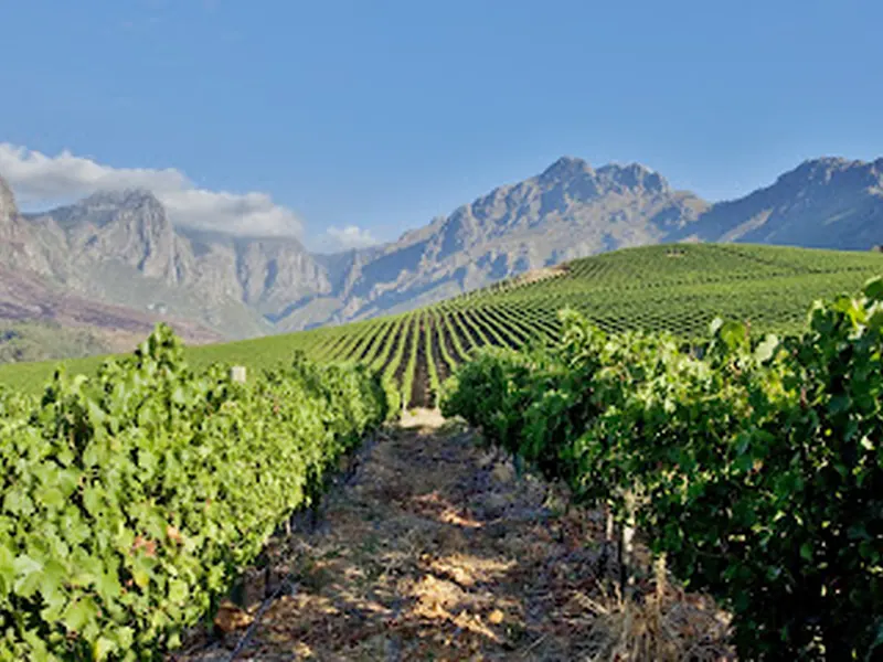 Oldenburg Vineyards