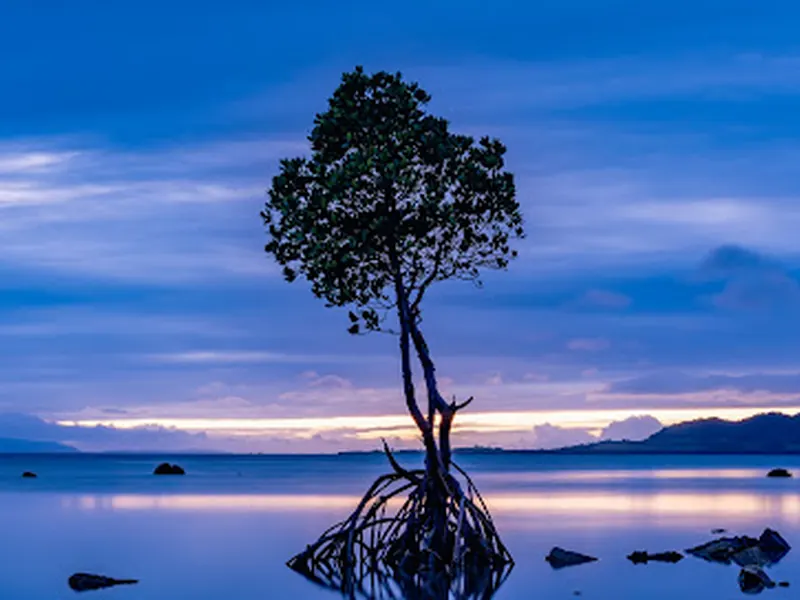 Lone Mangrove