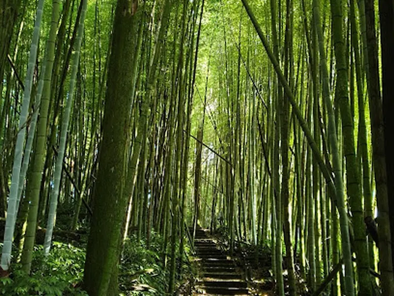 Trail of Tea
