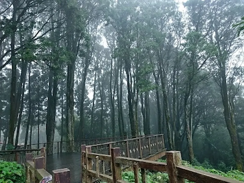 百年肖楠林