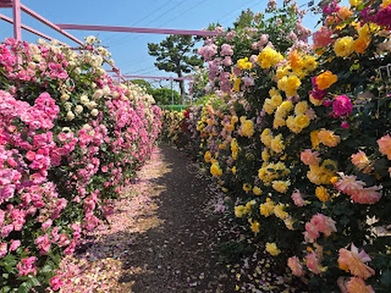 아일로사 Isle Rosa