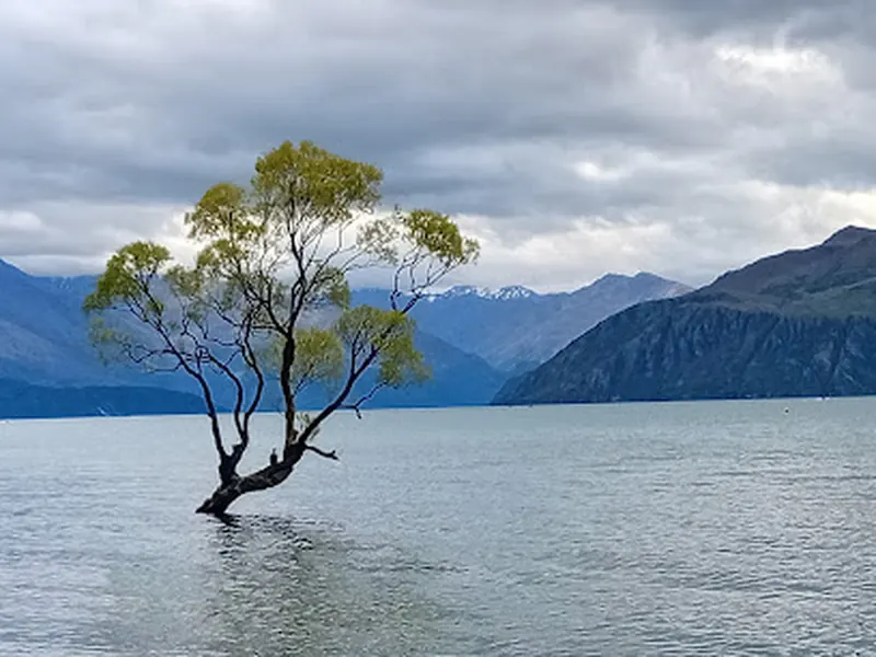 #ThatWanakaTree