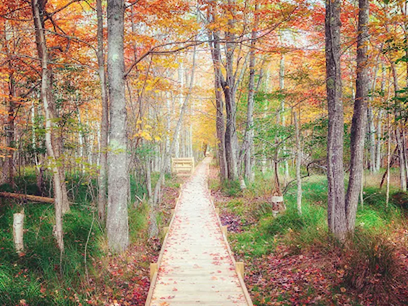 Wild Gardens of Acadia