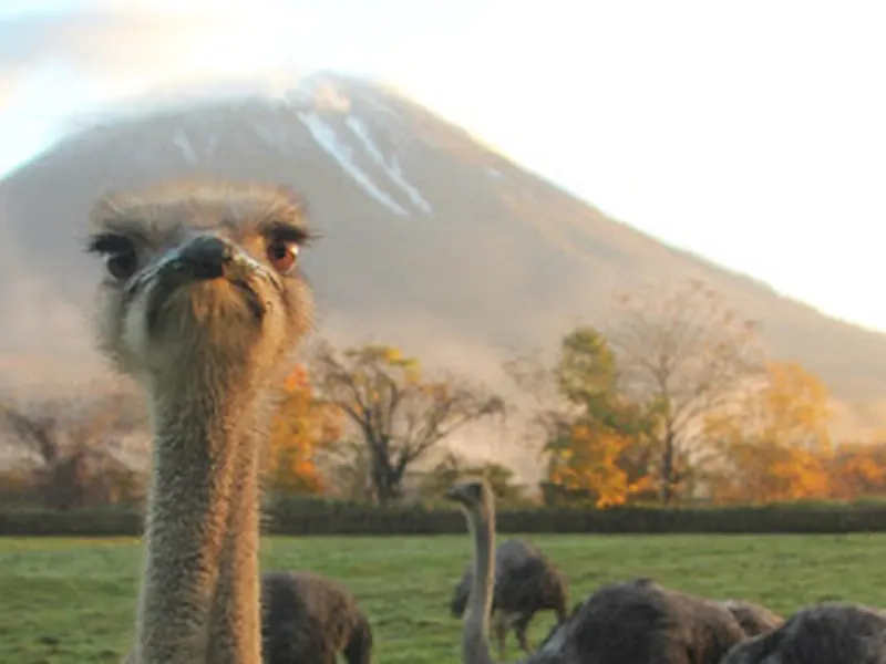 Ostrich Arishima 2nd farm Niseko