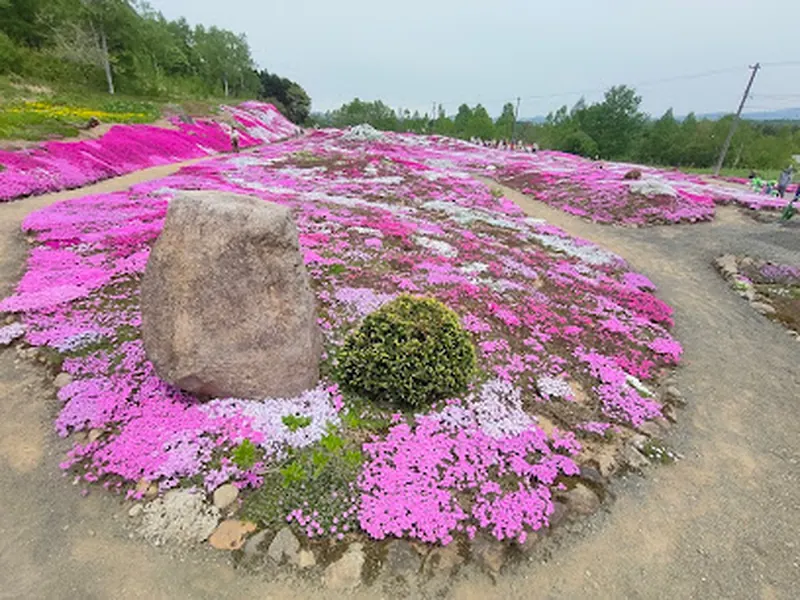 Mishima-San’s Shibazakura Garden