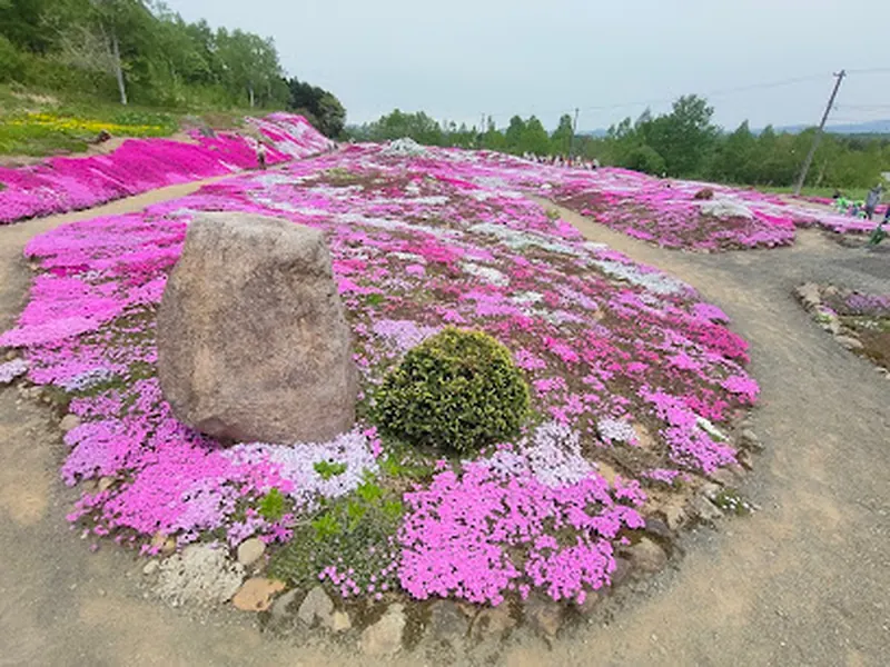 Mishima-San’s Shibazakura Garden