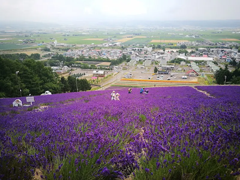 Nakafurano Hokuseiyama Lavender Fields
