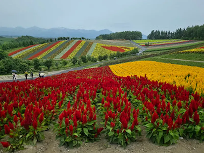 Panoramic Flower Gardens Shikisai-no-oka