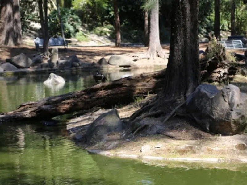FOREST THE COLOMOS