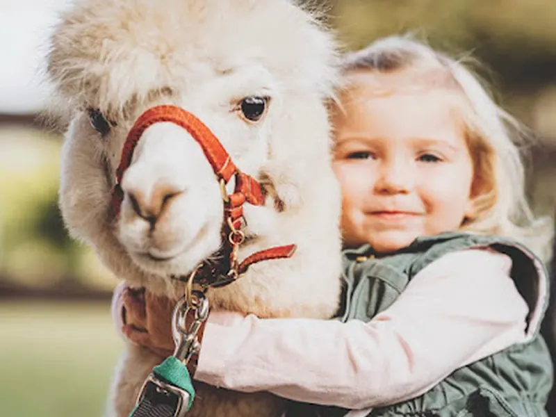 Mountview Alpaca Farm