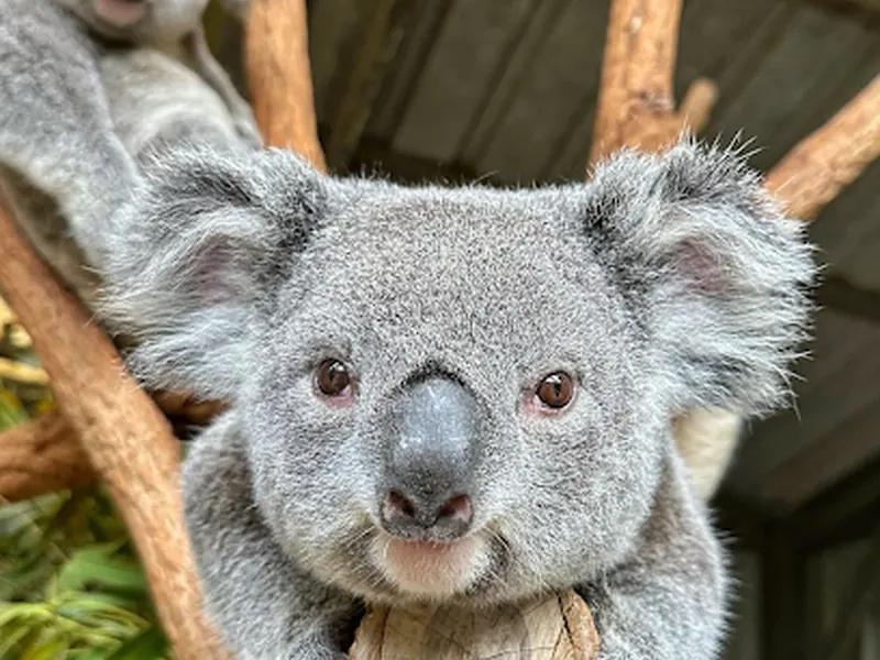 Lone Pine Koala Sanctuary
