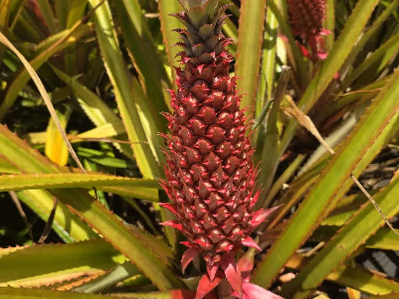 Dole Plantation