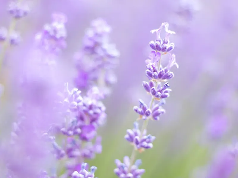 Wanaka Lavender Farm