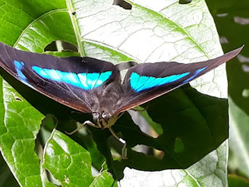 Mariposario of Machu Picchu