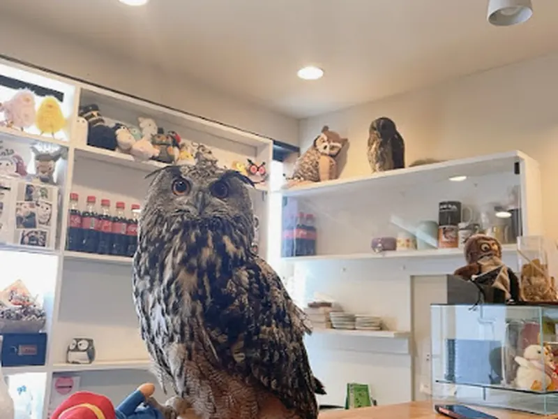 Owl Village Cafe Harajuku