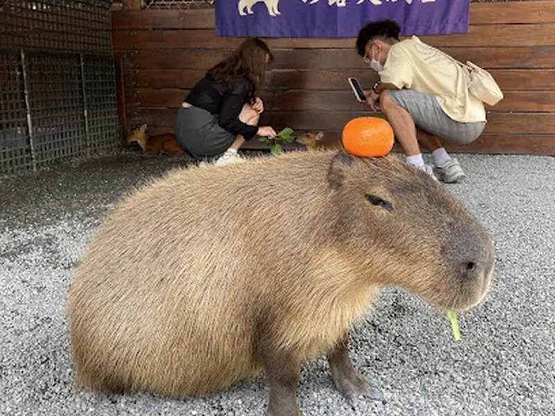 Zhang Mei Ama’s Farm