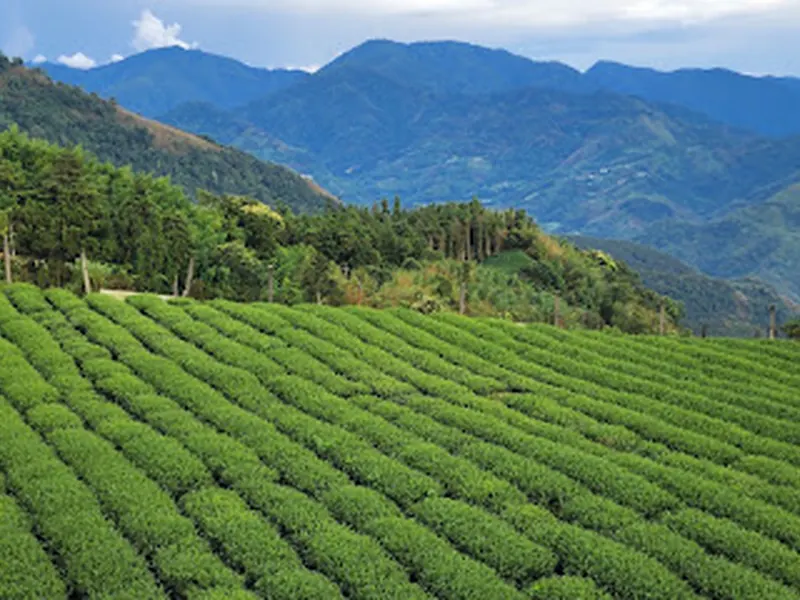 Trail of Tea