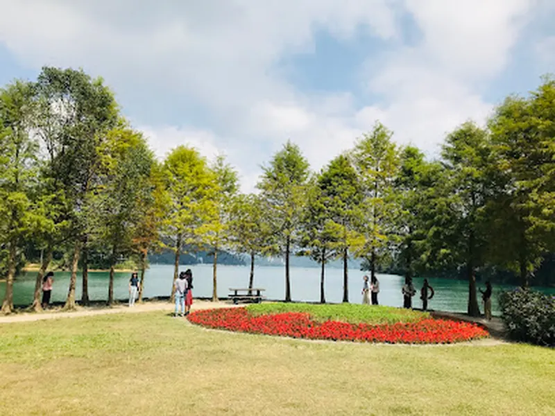 向山落羽松