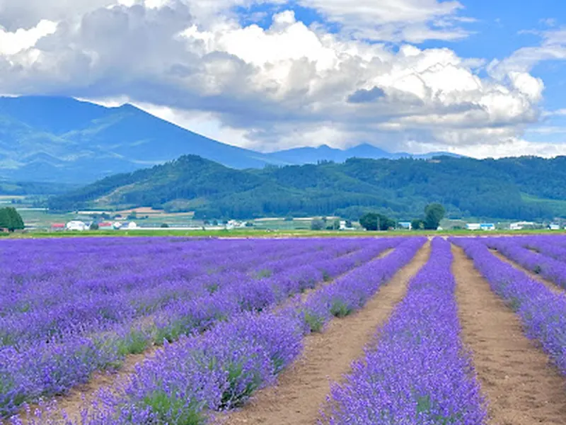 Farm Tomita Lavender East