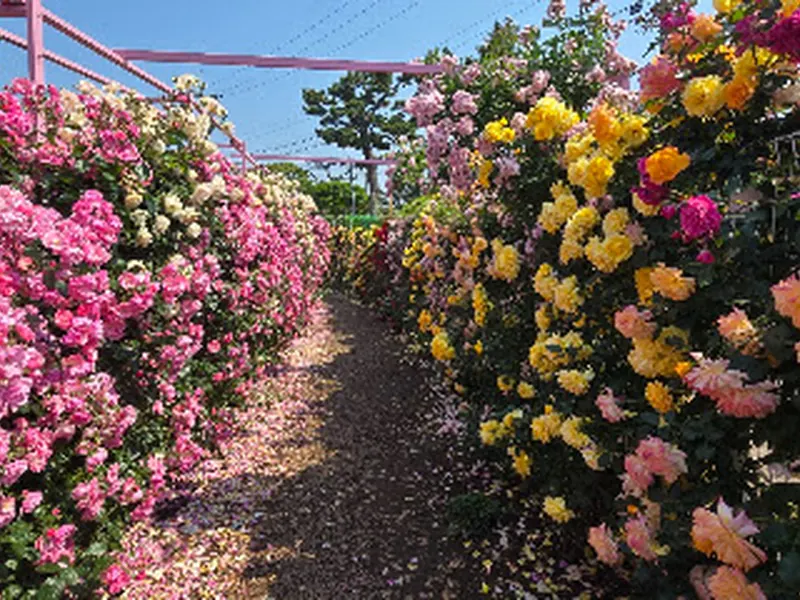 아일로사 Isle Rosa