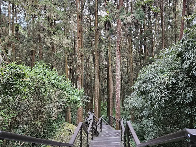 百年肖楠林