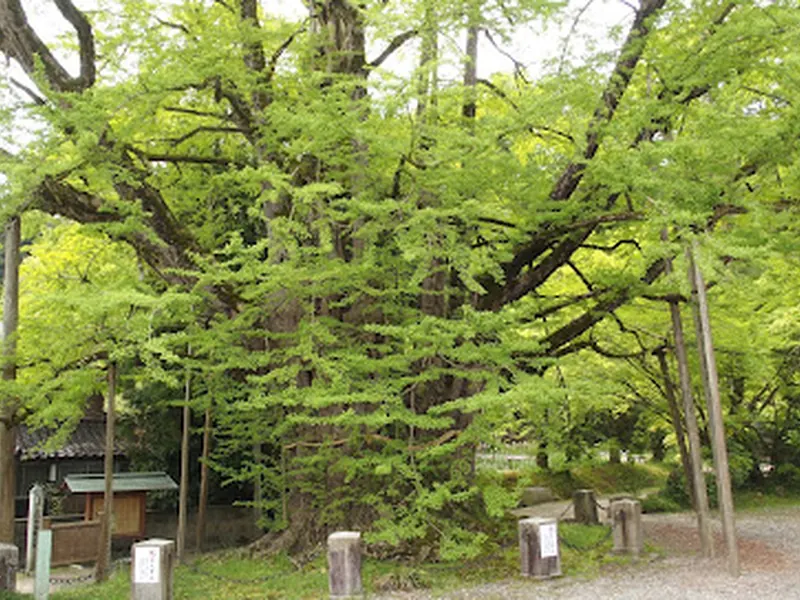 Jonichi-ji Great Ginkgo