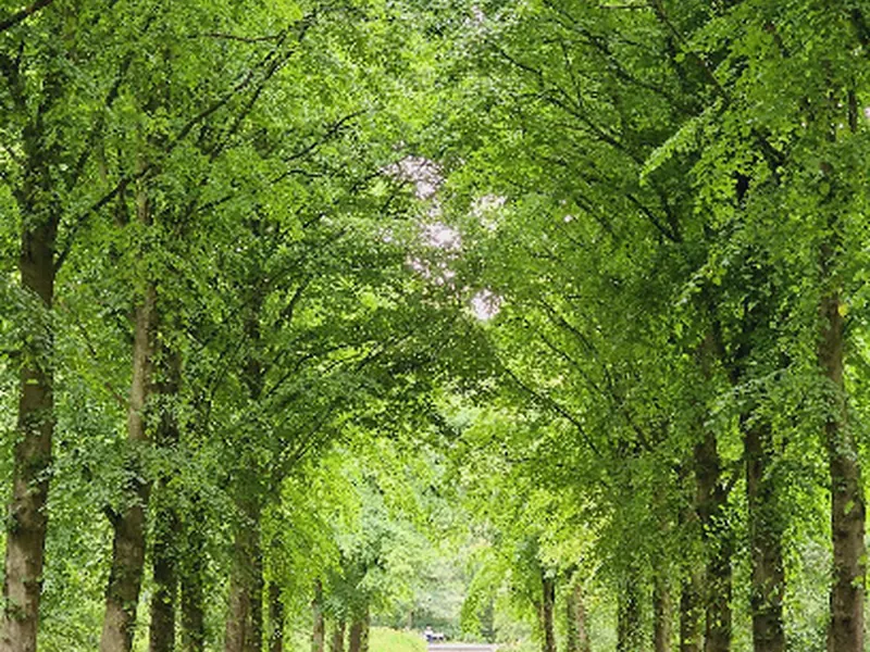 Scheveningse Bosjes