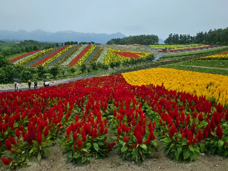 Panoramic Flower Gardens Shikisai-no-oka
