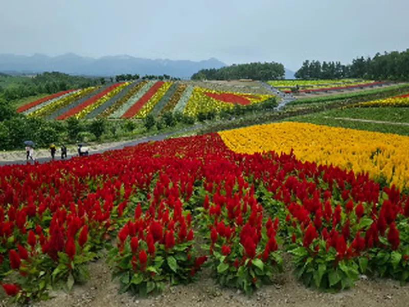 Panoramic Flower Gardens Shikisai-no-oka