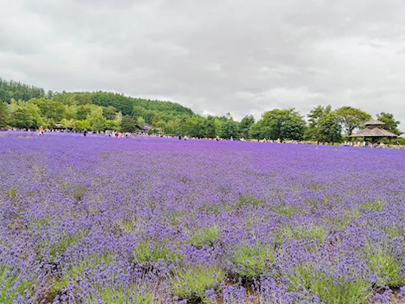 Farm Tomita