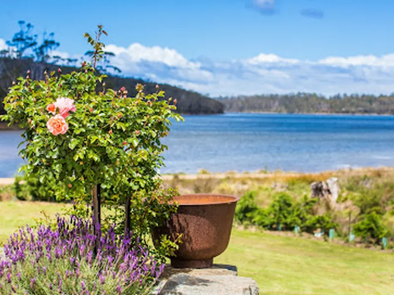 Port Arthur Lavender